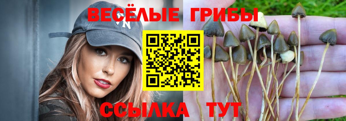 Псилоцибиновые грибы Cubensis  Кизляр  Галлюциногенные грибы ЛСД 